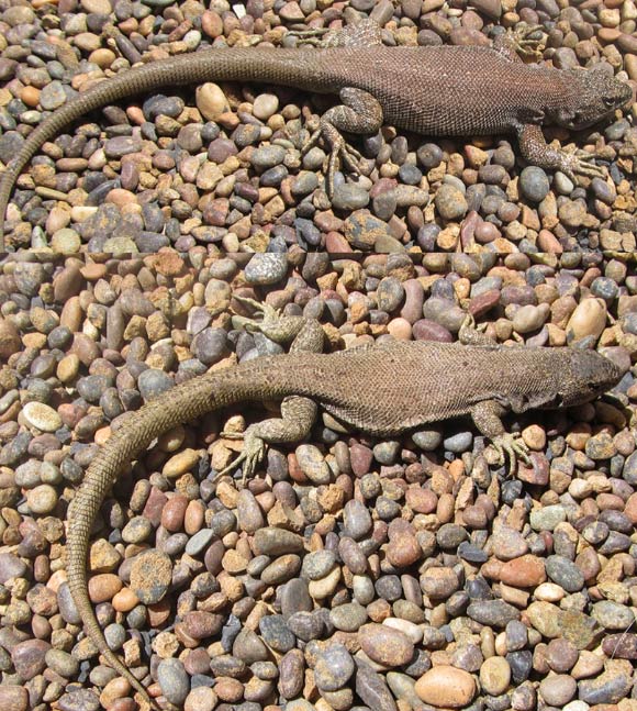 Liolaemus uniformis: male (top) and female. Image credit: Troncoso-Palacios J. et al.