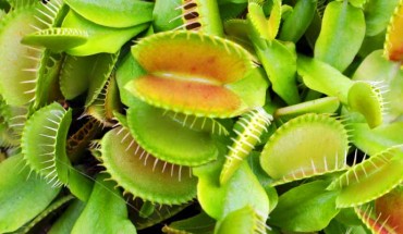 The Venus flytrap (Dionaea muscipula). Image credit: Citron / CC-BY-SA-3.0.