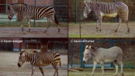Photographs of (a) plains, (b) mountain, and (c) Grevy’s zebra, and (d) African wild ass in the Tierpark Zoo, Berlin. Image credit: Tim Caro.