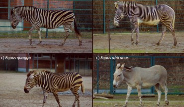 Photographs of (a) plains, (b) mountain, and (c) Grevy’s zebra, and (d) African wild ass in the Tierpark Zoo, Berlin. Image credit: Tim Caro.