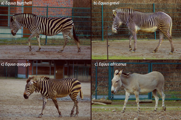 Photographs of (a) plains, (b) mountain, and (c) Grevy’s zebra, and (d) African wild ass in the Tierpark Zoo, Berlin. Image credit: Tim Caro.