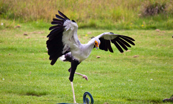 Secretary bird Madeleine attacks his prey. Image credit: Jason Shallcross.