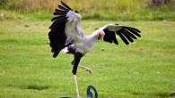 Secretary bird Madeleine attacks his prey. Image credit: Jason Shallcross.