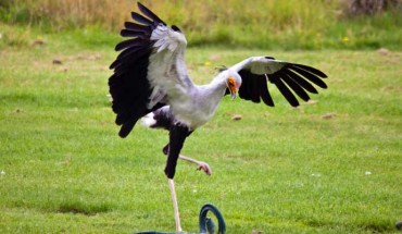 Secretary bird Madeleine attacks his prey. Image credit: Jason Shallcross.
