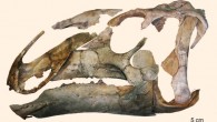Eotrachodon orientalis: left lateral view of the assembled skull. Image credit: Albert Prieto-Marquez et al.