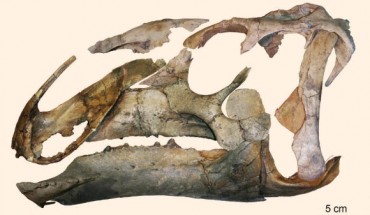Eotrachodon orientalis: left lateral view of the assembled skull. Image credit: Albert Prieto-Marquez et al.