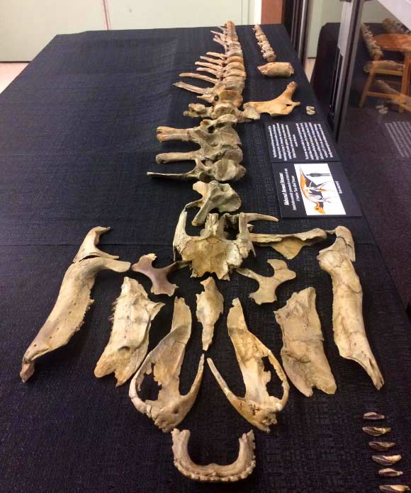 Rremains of Eotrachodon orientalis are on display in McWane Science Center. Image credit: Jun Ebersole, McWane Science Center.