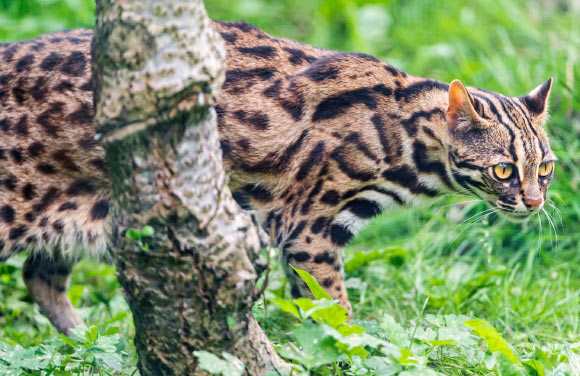 Leopard cat. Tambako The Jaguar / CC BY-ND 2.0.