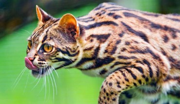 Leopard cat (Prionailurus bengalensis). Tambako The Jaguar / CC BY-ND 2.0.