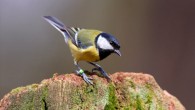 The great tit (Parus major). Image credit: Koos Dansen.
