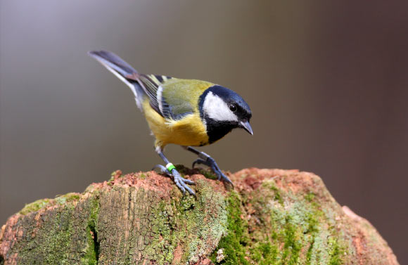 The great tit (Parus major). Image credit: Koos Dansen.