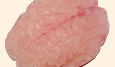 Gel model of a fetal brain after being immersed in liquid solvent, the resulting compression led to the formation of folds similar in size and shape to real brains. Image credit: Tuomas Tallinen et al.