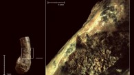 Cut marks on tortoise humerus from Qesem Cave. Image credit: Ruth Blasco et al.
