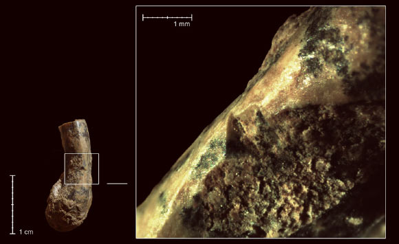Cut marks on tortoise humerus from Qesem Cave. Image credit: Ruth Blasco et al.