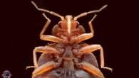 A close-up of the common bed bug (Cimex lectularius). Image credit: Armed Forces Pest Management Bureau.