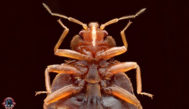A close-up of the common bed bug (Cimex lectularius). Image credit: Armed Forces Pest Management Bureau.