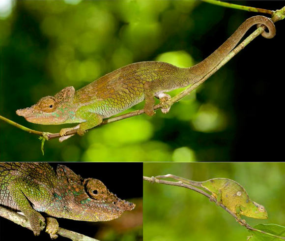 Kinyongia msuyae in life, Livingstone Mountains, Tanzania: adult male (upper), close up of male head (lower left), adult female (lower right). Image credit: Michele Menegon et al.