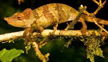 Kinyongia msuyae. Image credit: Tim Davenport / WCS.