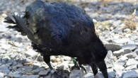 Ravens hid their food only well when dominant conspecifics were visible and audible at the same time. Image credit: Jana Müller / Universität Wien.