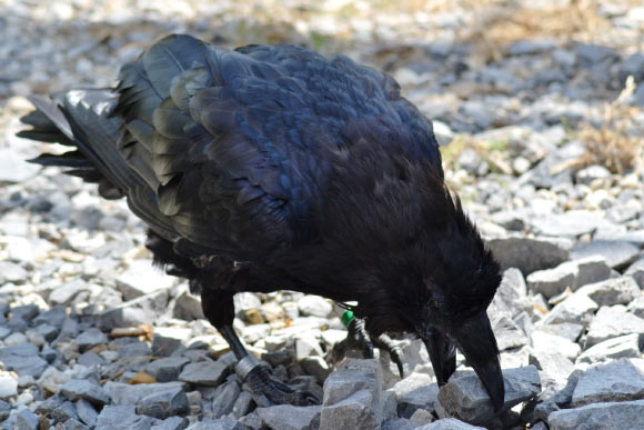 Ravens hid their food only well when dominant conspecifics were visible and audible at the same time. Image credit: Jana Müller / Universität Wien.