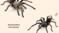 Aphonopelma johnnycashi: female (left) and male. Image credit: Hamilton C.A. et al.