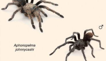 Aphonopelma johnnycashi: female (left) and male. Image credit: Hamilton C.A. et al.