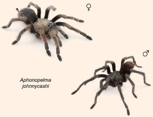Aphonopelma johnnycashi: female (left) and male. Image credit: Hamilton C.A. et al.