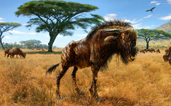 An artist’s interpretation of Rusingoryx atopocranion on the Late Pleistocene plains of what is now Rusinga Island, Lake Victoria. Image credit: Todd S. Marshall, www.marshalls-art.com.