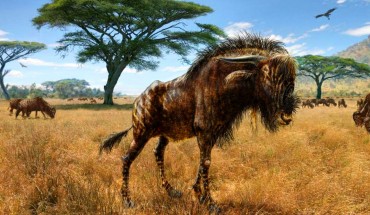 An artist’s interpretation of Rusingoryx atopocranion on the Late Pleistocene plains of what is now Rusinga Island, Lake Victoria. Image credit: Todd S. Marshall, www.marshalls-art.com.