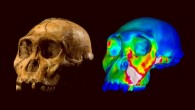 The fossilized skull of Australopithecus sediba specimen MH1 and a finite element model of its cranium depicting strains experienced during a simulated bite on its premolars: ‘warm’ colors indicate regions of high strain, ‘cool’ colors indicate regions of low strain. Image credit: Brett Eloff / Lee Berger / University of the Witwatersrand.