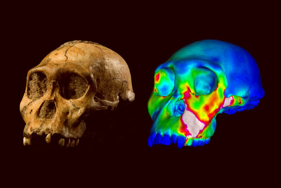 The fossilized skull of Australopithecus sediba specimen MH1 and a finite element model of its cranium depicting strains experienced during a simulated bite on its premolars: ‘warm’ colors indicate regions of high strain, ‘cool’ colors indicate regions of low strain. Image credit: Brett Eloff / Lee Berger / University of the Witwatersrand.