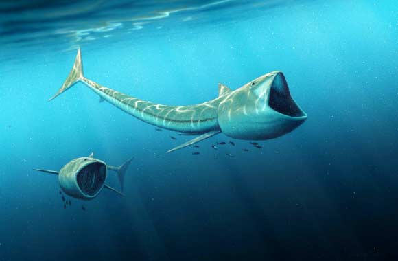 Artist’s reconstruction of Rhinconichthys sp. Image credit: Robert Nicholls.