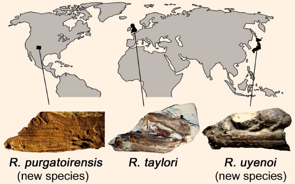 Newly-discovered Rhinconichthys purgatoirensis and R. uyenoi, and the previously known species R. taylori. Image credit: Kenshu Shimada.