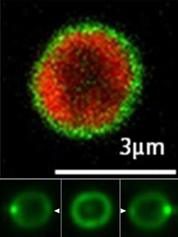 Top: two-channel confocal micrograph of Synechocystis. Bottom: single Synechocystis cell illuminated from the right, above and left (arrows indicate illumination direction). Image credit: Nils Schuergers et al, doi: 10.7554/eLife.12620.