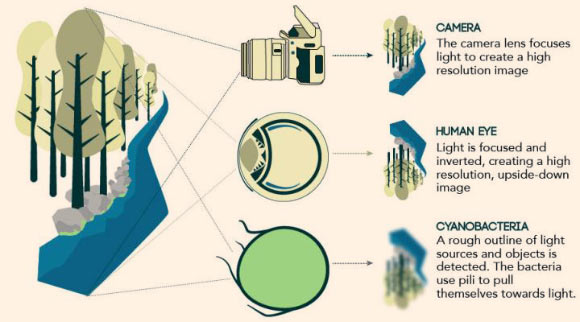 Synechocystis bacteria can directly and accurately sense the position of a light source: a cell of Synechocystis is about half a billion times smaller than the human eye; as with the retina in the human eye, the image on the rear of the cell will be upside down; but its resolution will be much lower, so only a blurred outline of any object can be perceived. Image credit: Nils Schuergers et al, doi: 10.7554/eLife.12620.