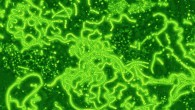 Cyanobacteria. Image credit: Josef Reischig / CC BY-SA 3.0.