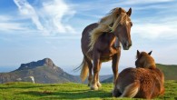 Domestic horses (Equus caballus). Image credit: Mikel Ortega / Richard Bartz / CC BY-SA 2.0.