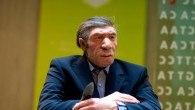A model of a Neanderthal man. Image credit: H. Neumann / Neanderthal Museum.