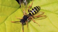 Wasp Cerceris sp. Image credit: Charles James Sharp, www.sharpphotography.co.uk / CC BY-SA 3.0.