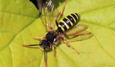Wasp Cerceris sp. Image credit: Charles James Sharp, www.sharpphotography.co.uk / CC BY-SA 3.0.