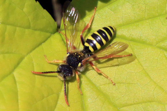 Wasp Cerceris sp. Image credit: Charles James Sharp, www.sharpphotography.co.uk / CC BY-SA 3.0.