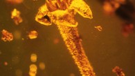 Strychnos electri, encased in amber, was found by Prof. George Poinar in a Dominican amber mine. Image credit: George Poinar / Oregon State University.
