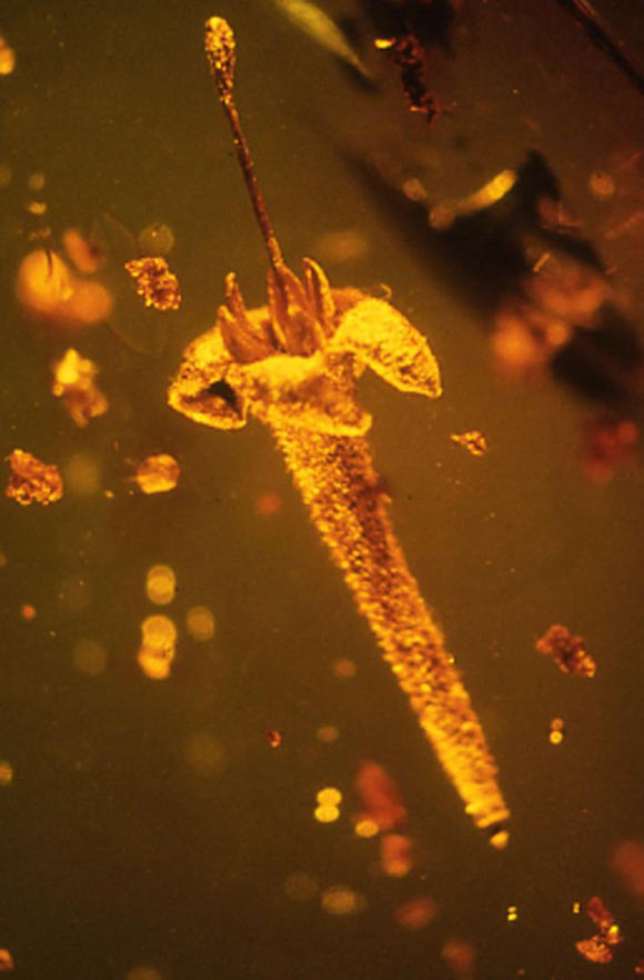 Strychnos electri, encased in amber, was found by Prof. George Poinar in a Dominican amber mine. Image credit: George Poinar / Oregon State University.
