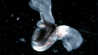 The sea butterfly (Limacina helicina). Image credit: Russ Hopcroft, Institute of Marine Science, University of Alaska Fairbanks / NOAA.