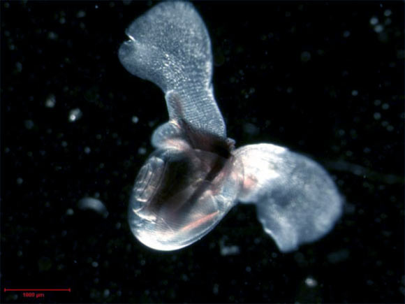 The sea butterfly (Limacina helicina). Image credit: Russ Hopcroft, Institute of Marine Science, University of Alaska Fairbanks / NOAA.