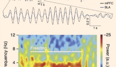Top image: filtered signals recorded in the two brain regions identify the almost perfect synchronization between the two regions during the expression of fear memories. Bottom image: spectral decomposition of the brain signals allows researchers to identify the frequency and power of neuronal rhythmic oscillations during fear behavior. Image credit: Nikolaos Karalis et al.