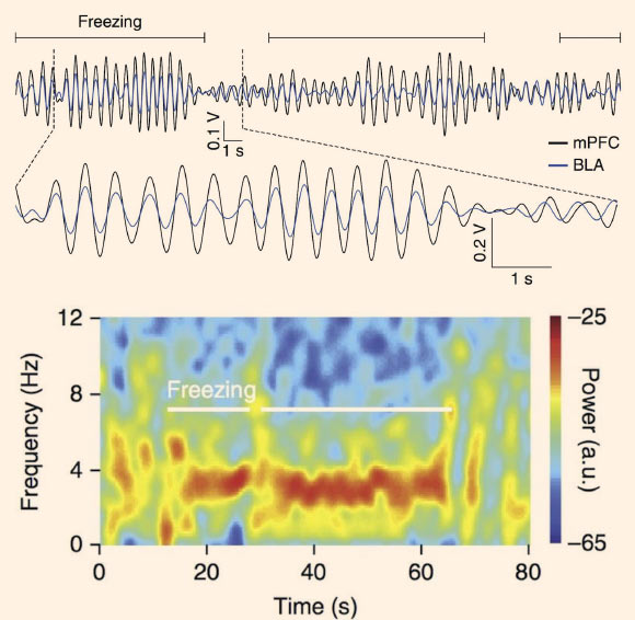 Top image: filtered signals recorded in the two brain regions identify the almost perfect synchronization between the two regions during the expression of fear memories. Bottom image: spectral decomposition of the brain signals allows researchers to identify the frequency and power of neuronal rhythmic oscillations during fear behavior. Image credit: Nikolaos Karalis et al.