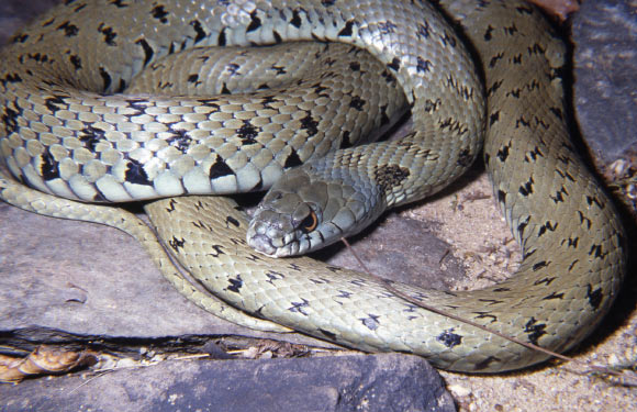 The Iberian grass snake (Natrix astreptophora). Image credit: Wolfgang Böhme.