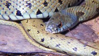 The Iberian grass snake (Natrix astreptophora). Image credit: Wolfgang Böhme.