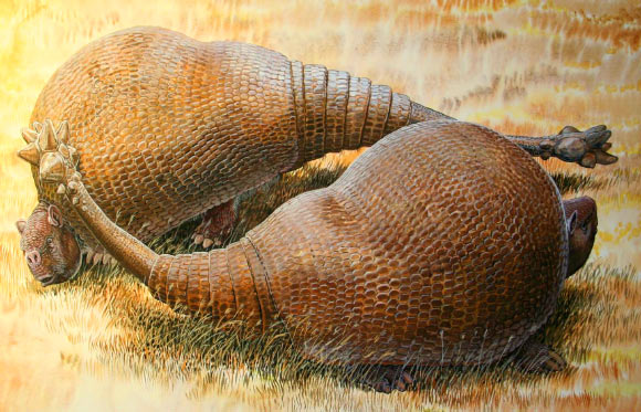This is an illustrated rendition of two male glyptodonts (Doedicurus clavicaudatus); massive, club-shaped tails were probably used more for intraspecific combat than defense against predators. Image credit: Peter Schouten.